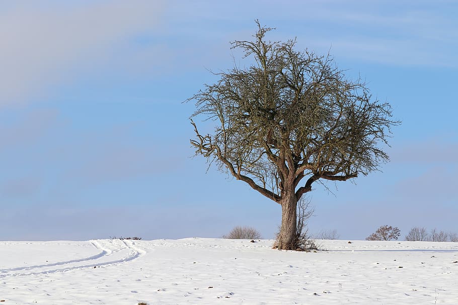 paisatge, hivern, arbre, neu, schneeflaeche, fred, naturalesa, nevat, gelades, màgia d'hivern, paisatge de neu, blanc, humor d'hivern, cel, congelat, somni d'hivern, idíl·lic, tranquil·litat, bellesa a la natura, temperatura de fred, terra, planta, escenics - natura, medi ambient, escena tranquil·la, camp, escena no urbana, arbre nu, dia, tronc de l'arbre, cap gent, a l'aire lliure, aïllat, clima àrid, 5K