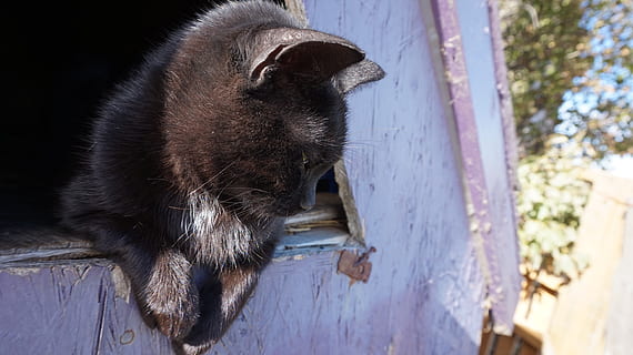 Canadà, gat, gatet, petit, animal, mascota, mascotes, ulls, mirant, baixar, tancar, amunt, hivern, neu, porpra, pell, bonic, nadó, granja, temes d'animals, un animal, mamífer, fauna animal, vertebrats, dia, cap gent, centrar-se en primer pla, primer pla, animals a la natura, felí, nacional, animals domèstics, a l'aire lliure, gat domèstic, naturalesa, part del cos dels animals, bigotis, cap d’animals, 5K, CC0, domini públic, lliure de regalies