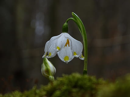 snøfnugg, vår, hvit, makro, natur, blomster, anlegg, den milde, planter, blomst, skjønnhet i naturen, blomstrende plante, sårbarhet, skjørhet, petal, vekst, nærbilde, friskhet, blomsterhodet, inflorescence, hvit farge, fokusere på forgrunnen, Snowdrop, ingen folk, selektiv fokusering, utendørs, 5K, CC0, offentlig domene, opphavsrett gratis