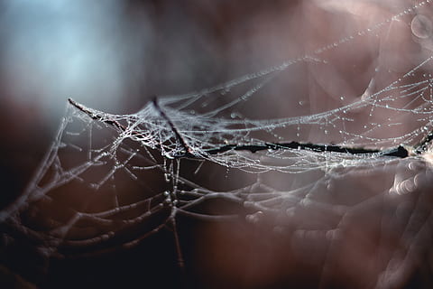 le web, branche, hiver, fragilité, vulnérabilité, fermer, toile d'araignée, mise au point sélective, personne, la nature, complexité, laissez tomber, beauté dans la nature, motif naturel, se concentrer sur le premier plan, journée, en plein air, humide, eau, plante, 4K, CC0, domaine public, libre de droits