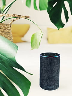 2.., gen, Černá, amazon echo reproduktor, bílý, panel, mluvčí, inteligentní reproduktor, Amazonka, echo, rostlina, list, zelená, bokeh, rozmazat, alexa, amazon echo, amazon alexa, detail, zelená barva, dřevo - materiál, pozadí, dekorace, Příroda, stůl, řemeslo, jeden objekt, nikdo, móda, strom, 2K, CC0, veřejná doména, bez autorských práv
