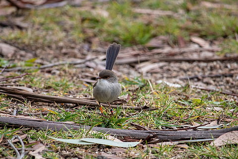 oiseau, roitelet, petit, animal, la nature, sauvage, faune, Australie, thèmes animaux, vertébré, la faune des animaux, animaux à l'état sauvage, un animal, plante, journée, terre, personne, champ, jeune oiseau, jeune animal, se concentrer sur le premier plan, herbe, mise au point sélective, en plein air, oiseau d'eau, le bec, 2K, CC0, domaine public, libre de droits