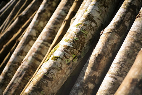 arvores, origens, quadro completo, ninguém, fechar-se, árvore, bambu, madeira - material, floresta, tronco de árvore, natureza, tronco, plantar, dia, madeira, padronizar, ao ar livre, registro, bambu - planta, visão de alto ângulo, 4K, CC0, domínio público, royalty free