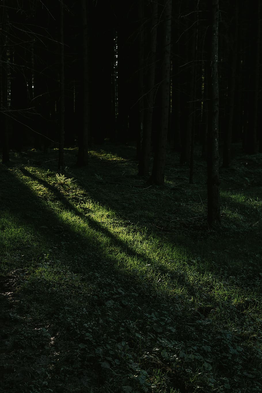 foresta oscura, buio, misterioso, foresta, luce del sole, alberi, boschi, pianta, terra, natura, albero, nessuno, la tranquillità, erba, all'aperto, bellezza nella natura, crescita, ombra, bosco, tronco, tronco d'albero, scena tranquilla, ingarbugliato, pista, 4K
