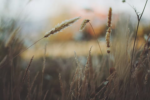 wheat fields, plant, growth, field, land, nature, beauty in nature, tranquility, crop, agriculture, close-up, focus on foreground, no people, cereal plant, day, landscape, rural scene, farm, grass, selective focus, wheat, outdoors, stalk, 2K, CC0, public domain, royalty free