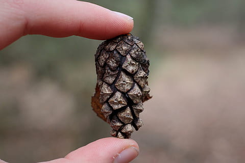 pinjekegler, kienapfel, hånd, holde, vinter, kold, natur, Skov, tæt på, detalje, menneskelig hånd, en person, bedrift, menneskelig kropsdel, rigtige mennesker, uigenkendelig person, finger, menneskelig finger, livsstil, fokus på forgrunden, kropsdel, personlige perspektiv, fritidsaktivitet, dag, mad og drikke, mad, grankogle, udendørs, menneskelig lem, 5K, CC0, offentligt domæne, royaltyfrie