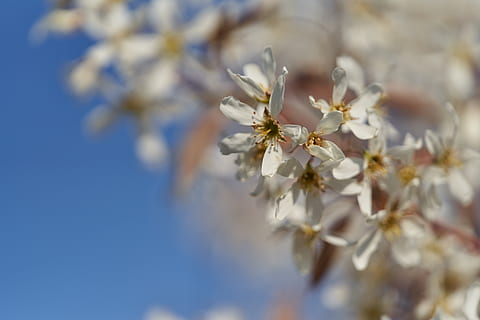 witbloeiende boom, bloeiende plant, bloem, schoonheid in de natuur, fabriek, breekbaarheid, versheid, detailopname, kwetsbaarheid, lente, bloemblad, natuur, groei, selectieve aandacht, bloesem, witte kleur, geen mensen, dag, kersenbloesem, boom, hemel, bloemhoofd, buitenshuis, stuifmeel, kersenboom, de lente, 8K, CC0, publiek domein, royaltyvrij