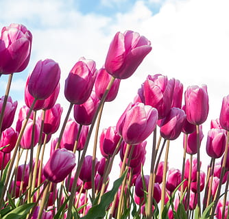 tulipa, tulp, vermell, flor, planta amb flors, planta, bellesa a la natura, fragilitat, creixement, vulnerabilitat, frescor, pètal, naturalesa, primer pla, color rosa, cel, cap de flor, inflorescència, cap gent, dia, tija de la planta, núvol - cel, a l'aire lliure, porpra, 2K, CC0, domini públic, lliure de regalies
