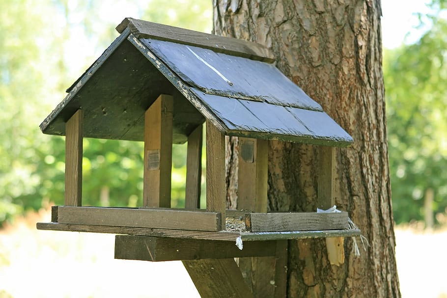mor, mantenir, ocell, construcció, fusta, material de fusta, arbre, casa d'aus, centrar-se en primer pla, estructura construïda, dia, tronc, arquitectura, planta, cap gent, tronc de l'arbre, naturalesa, terra, a l'aire lliure, casa, camp, exterior de l'edifici, generació de combustible i energia, medi ambient, tranquil·litat, post de fusta, 2K