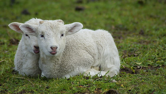 miel, schäfchen, Paști, a închide, miei, mie miercuri, limbi, bah, animale de copii, dulce, drăguţ, primăvară, animale tinere, nou nascut, frați și surori, familie, împreună, prieteni, Două, mamifer, iarbă, animale tematice, animal, șeptel, animale domestice, plantă, intern, animale de companie, portret, un animal, teren, camp, tânăr animal, privind camera, natură, zi, oaie, animale vertebrate, nici o persoana, în aer liber, cap de animal, erbivor, 5K, CC0, domeniu public, fără drepturi de autor