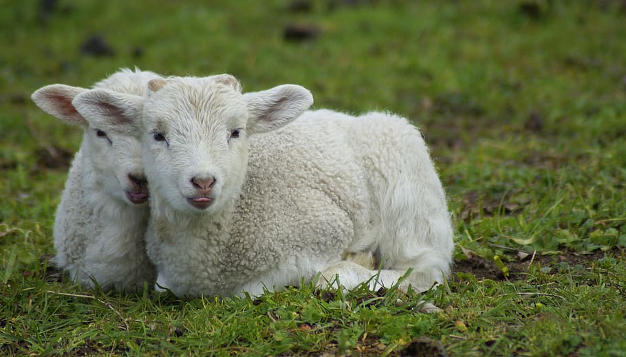 agnello, Schäfchen, Pasqua, avvicinamento, agnelli, agnelli pasquali, lingue, Bah, bambini animali, dolce, carina, primavera, giovani animali, neonato, fratelli e sorelle, famiglia, insieme, amici, Due, mammifero, erba, temi animali, animale, bestiame, animali domestici, pianta, domestico, ritratto, un animale, terra, campo, giovane animale, guardando la fotocamera, natura, giorno, pecora, vertebrato, nessuno, all'aperto, testa di animale, erbivoro, 5K