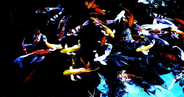 koi, peix, aigua, creatiu, sota l'aigua, nedar, animals a la natura, mar, animal, fauna animal, temes d'animals, grup d’animals, gran grup d’animals, la vida marina, vertebrats, marí, naturalesa, carpa koi, escola de peixos, cap gent, multicolor, submarí, fons negre, 4K, CC0, domini públic, lliure de regalies