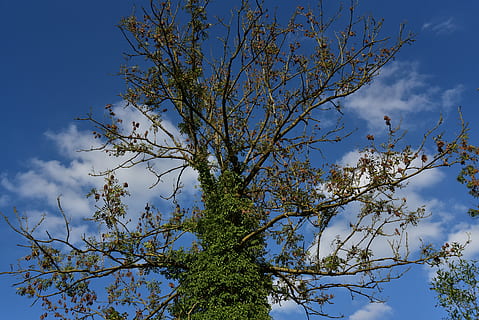 arbre, tardor, cel, núvols, corona, entrellaçar-se, paràsit, verd, kahl, simbiosi, naturalesa, planta, vista d’angle baix, creixement, núvol - cel, bellesa a la natura, branca, cap gent, dia, tranquil·litat, blau, a l'aire lliure, escena tranquil·la, color verd, escenics - natura, llum solar, planta amb flors, flor, primavera, copa de l'arbre, 5K, CC0, domini públic, lliure de regalies