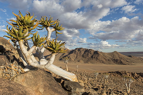 quiver tree, namibia, natur, træ, landskab, rejse, plante, steder af interesse, himmel, humør, sten ørken, sky - himmel, scenics - natur, jord, skønhed i naturen, ørken, miljø, rolig scene, ro, saftige plante, ikke-urbane scene, kaktus, bjerg, vækst, dag, fysisk geografi, ingen mennesker, klima, tørt klima, halvtørre, 4K, CC0, offentligt domæne, royaltyfrie