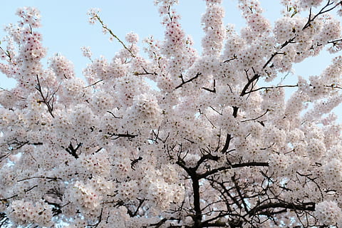 arbres, blosom, primavera, suau, colorit, flors, bloc, minimalisme, florint, assolellat, branques, a l'aire lliure, naturalesa, arbre, planta, flor, planta amb flors, vista d’angle baix, branca, flor de cirerer, fragilitat, creixement, bellesa a la natura, frescor, dia, cel, vulnerabilitat, cirerer, cap gent, color rosa, cap de flor, 5K, CC0, domini públic, lliure de regalies