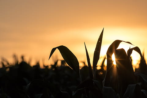 Bauernhof, Sonne, Sonnenlicht, Hintergrund, Tapete, HD Wallpaper, Mais, Maisernte, Ernte, Horizont, Pflanze, ländlich, Landwirtschaft, Dämmerung, Lebensmittel, verfügbares Licht, Silhouette, Natur, Himmel, Dramatischer Himmel, Sonnenuntergang, Wachstum, Schönheit in der Natur, Nahansicht, orange Farbe, Fokus auf den Vordergrund, keine Leute, Ruhe, Blatt, Frische, Pflanzenteil, draußen, Land, ruhige Szene, 5K, CC0, gemeinfrei, lizenzfrei