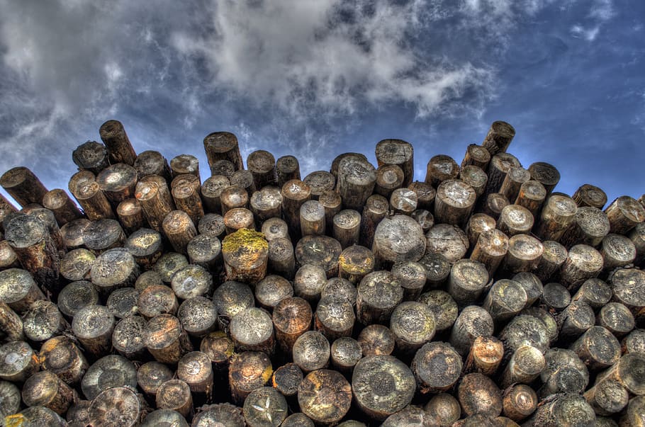 pila, fotografia de fusta, silvicultura, apilats, tiges, fusta, troncs d’arbres, cel, núvol - cel, cap gent, naturalesa, gran grup d'objectes, a l'aire lliure, primer pla, dia, abundància, riquesa, història, tir de l'estudi, forma, medi ambient, planta, viatjar, Munt, gris, 4K