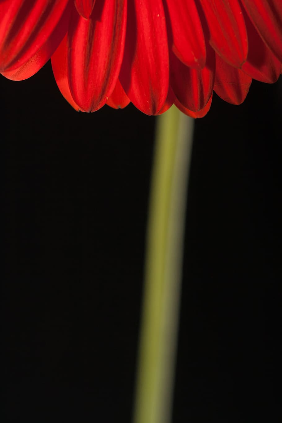 bonic, vermell, gerbera, tija, , aïllat, negre, primer pla, flor, naturalesa, ningú, pètal, planta, primavera, bellesa a la natura, planta amb flors, fons negre, frescor, vulnerabilitat, fragilitat, tir de l'estudi, cap gent, a l'interior, cap de flor, inflorescència, creixement, còpia espai, 720P