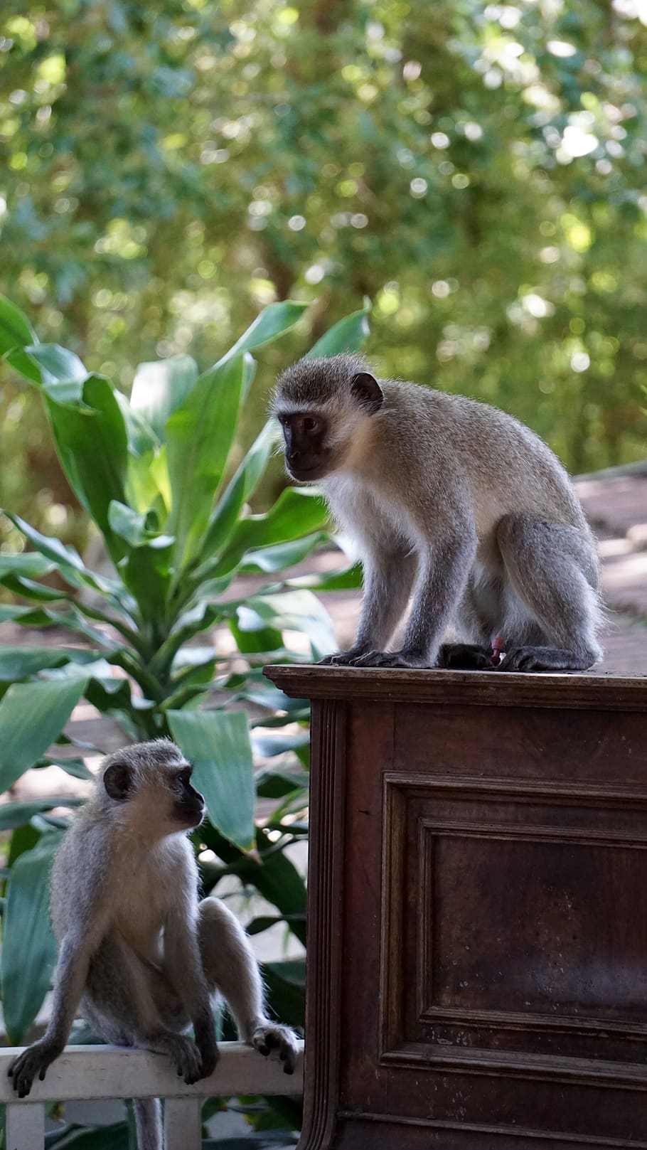 zwei, Primaten, Kabinett, Tierthemen, Tier, Säugetier, Tierwelt, Tiere in freier Wildbahn, Primas, Wirbeltier, ein Tier, keine Leute, Affe, Pflanze, Fokus auf den Vordergrund, Tag, Blatt, Natur, Pflanzenteil, Baum, Sitzung, draußen, Tierfamilie, 5K