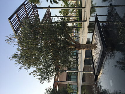 arbre verd, arbre, pati, porxo, planta, ajman, Emirats Àrabs Units, carretera sense nom - ajman - emirats àrabs units, naturalesa, a l'aire lliure, tronc de l'arbre, full, pèrgola, edifici, aigua, persona, humà, arquitectura, branca, tronc, arbres, estructura construïda, exterior de l'edifici, cap gent, dia, vista d’angle baix, cel, reflexió, barri residencial, metall, pont, llum solar, creixement, apartament, 2K, CC0, domini públic, lliure de regalies