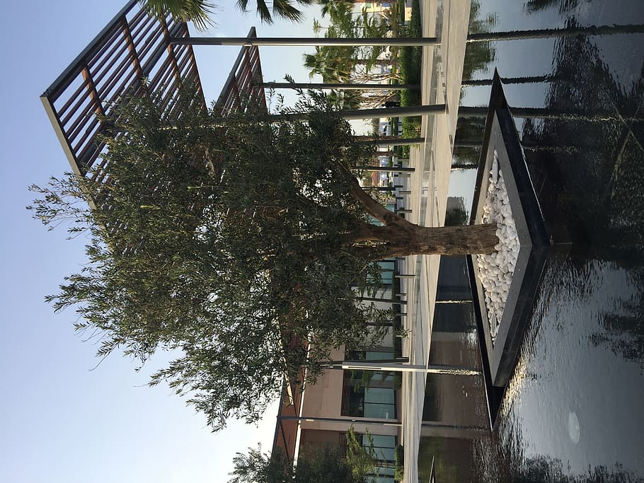 arbre verd, arbre, pati, porxo, planta, ajman, Emirats Àrabs Units, carretera sense nom - ajman - emirats àrabs units, naturalesa, a l'aire lliure, tronc de l'arbre, full, pèrgola, edifici, aigua, persona, humà, arquitectura, branca, tronc, arbres, estructura construïda, exterior de l'edifici, cap gent, dia, vista d’angle baix, cel, reflexió, barri residencial, metall, pont, llum solar, creixement, apartament, 2K