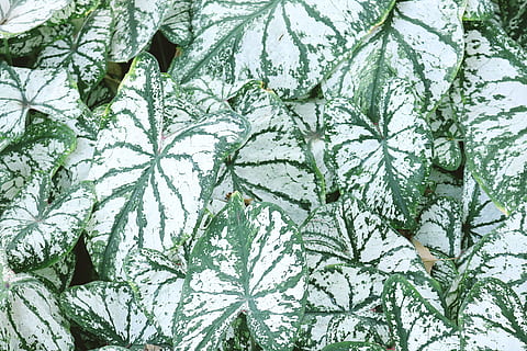 piante a foglie variegate, verde, modello, pianta, temperatura fredda, colore verde, la neve, fotogramma intero, foglia, giorno, parte vegetale, natura, nessuno, albero, crescita, inverno, bellezza nella natura, sfondi, all'aperto, avvicinamento, congelato, Colore bianco, le foglie, albero di conifere, 4K, CC0, dominio pubblico, privo di copyright