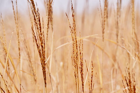 braunes Weizengras, Pflanze, Lebensmittel, produzieren, Korn, Gemüse, Japan, kumamoto, Samen, Insekt, Tier, wirbellos, Gras, Nuss, Pekannuss, Vegetation, Krug, Zubehörteil, Schmuck, Krone, Zubehör, Ernte, Getreidepflanze, Landwirtschaft, Weizen, ländliche Szene, Wachstum, Landschaft, Feld, Natur, Land, Nahansicht, Bauernhof, keine Leute, Schönheit in der Natur, Hintergründe, Tag, Sonnenlicht, braun, draußen, reif, Hafer - Ernte, 4K, CC0, gemeinfrei, lizenzfrei