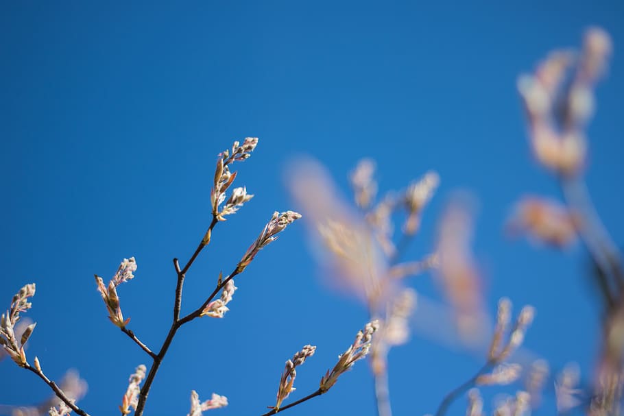 Alemanha, telgte, céu, simples, brotar, árvore, verão, borrão, Rosa, azul, plantar, crescimento, beleza na natureza, ninguém, natureza, focar em primeiro plano, visão de baixo ângulo, dia, fechar-se, ramo, céu limpo, vulnerabilidade, tranquilidade, foco seletivo, luz solar, ao ar livre, fragilidade, primavera, 5K