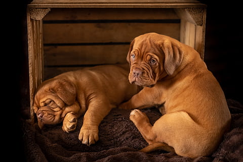 Due, Marrone, corto, cappotto cani medi, mammifero, animale, temi animali, animali domestici, un animale, domestico, canino, cane, rilassamento, in casa, nessuno, giovane animale, seduta, ritratto, sdraiarsi, carina, cucciolo, cane di razza, piccolo, 5K, CC0, dominio pubblico, privo di copyright