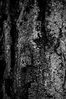 modello, minimalismo, struttura, albero, tronco, grigio, natura, bianco e nero, tronco d'albero, strutturato, sfondi, fotogramma intero, nessuno, pianta, ruvido, crescita, avvicinamento, abbaiare, giorno, intemperie, corteccia vegetale, durezza, all'aperto, muschio, lichene, effetto strutturato, 2K, CC0, dominio pubblico, privo di copyright