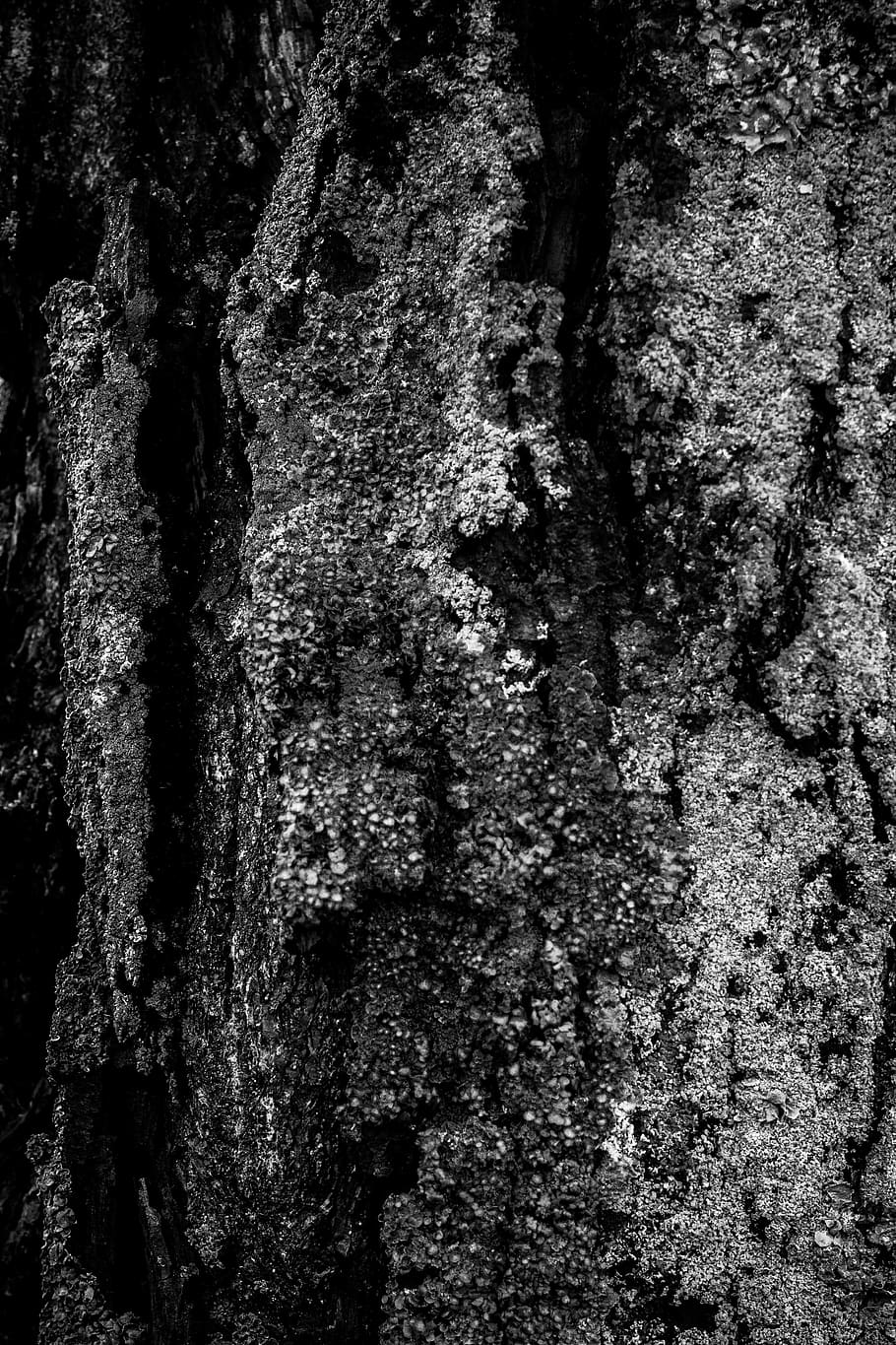 modello, minimalismo, struttura, albero, tronco, grigio, natura, bianco e nero, tronco d'albero, strutturato, sfondi, fotogramma intero, nessuno, pianta, ruvido, crescita, avvicinamento, abbaiare, giorno, intemperie, corteccia vegetale, durezza, all'aperto, muschio, lichene, effetto strutturato, 2K