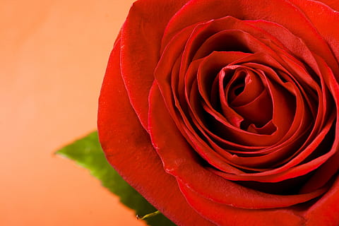 rose, red, stem, background, , decoration, concept, closeup, green, floral, petal, day, aroma, symbol, celebration, light, gift, gardening, love, macro, elegant, texture, garden, color, valentine, romance, single, bud, natural, flirting, spring, passion, anniversary, flower, leaf, holiday, summer, event, blossom, fragility, object, plant, beauty, romantic, beautiful, fresh, nature, pattern, perfection, flowering plant, beauty in nature, rose - flower, vulnerability, freshness, close-up, flower head, inflorescence, no people, full frame, positive emotion, valentine's day - holiday, 4K, CC0, public domain, royalty free