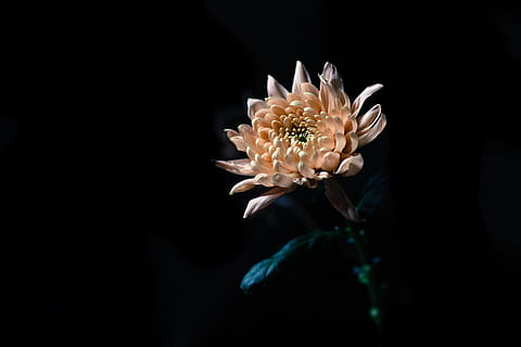 peach flower, dark, photo, Flowers, flower, flowering plant, beauty in nature, plant, black background, vulnerability, fragility, freshness, nature, close-up, growth, studio shot, petal, flower head, no people, inflorescence, copy space, night, indoors, springtime, pollen, sepal, flower arrangement, 4K, CC0, public domain, royalty free