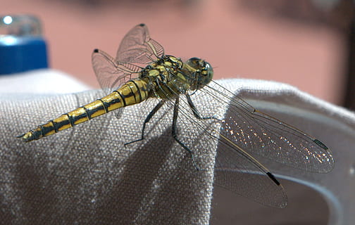 libellula, insetto, ala, animali, estate, avvicinamento, struttura, natura, macro, chitina, un animale, temi animali, invertebrato, fauna selvatica, animale, animali allo stato selvatico, ala animale, concentrarsi sulle conoscenze acquisite, parte del corpo animale, nessuno, giorno, messa a fuoco selettiva, all'aperto, pianta, zoologia, occhio animale, 2K, CC0, dominio pubblico, privo di copyright