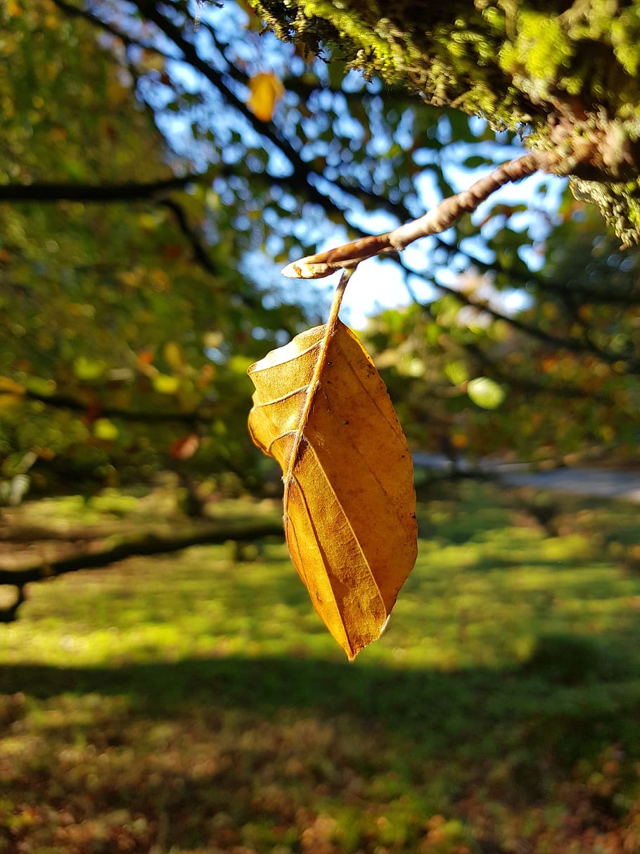 efterår, blad, død, træer, træ, fokus på forgrunden, plante del, plante, natur, dag, tæt på, lave om, ingen mennesker, udendørs, tør, afdeling, skønhed i naturen, jord, ro, Brun, hængende, selektiv fokusering, blade, naturlig tilstand, 4K