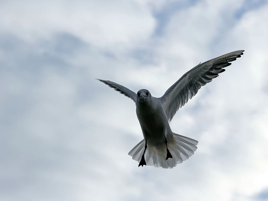 Möwe, Vogel, Himmel, Wolke, Flügel, fliegend, Tier, die Flügel ausbreiten, Tierwelt, Tierthemen, Tiere in freier Wildbahn, ein Tier, Wirbeltier, Flachwinkelansicht, in der Luft, wolke - himmel, Bewegung, keine Leute, Tag, Natur, draußen, Fokus auf den Vordergrund, flattern, 2K