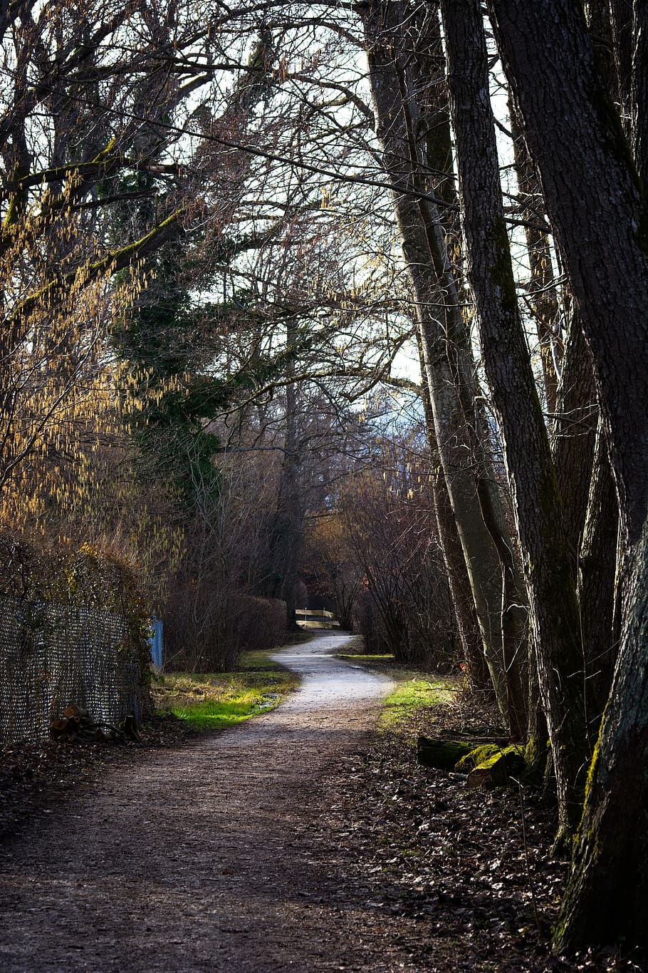 lluny, Camí, primavera, tardor, ruta, avinguda, camí forestal, humor, descans, naturalesa, senderisme, arbre, planta, el camí a seguir, direcció, bosc, tranquil·litat, terra, cap gent, sendera, tronc, tronc de l'arbre, bellesa a la natura, dia, escena tranquil·la, creixement, escena no urbana, escenics - natura, carretera, a l'aire lliure, perspectiva decreixent, llarg, treelined, 5K