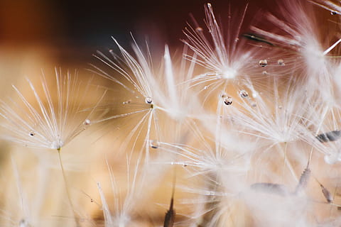Makro, Löwenzahn, Natur, winzig, Licht, Nahansicht, Zerbrechlichkeit, Verletzlichkeit, Löwenzahnsamen, Blume, Weichheit, blühende Pflanze, Samen, keine Leute, Schönheit in der Natur, Pflanze, weiße Farbe, Frische, selektiver Fokus, Wachstum, Tag, draußen, Blütenkopf, Leicht, 1080P, CC0, gemeinfrei, lizenzfrei