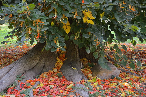 árvore, árvore de folhas secas, faia, tribo, sai, natureza, cor da queda, folhagem de outono, colorida, velho, parte da planta, folha, plantar, crescimento, dia, outono, beleza na natureza, ninguém, mudança, ao ar livre, hera, cor laranja, cor verde, fechar-se, tranquilidade, visão de alto ângulo, terra, folha de Carvalho, 5K, CC0, domínio público, royalty free