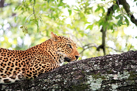 leopard, træstamme, træ, dyr, et dyr, dyre temaer, dyreliv, dyr i naturen, pattedyr, stor kat, plante, feline, hvirveldyr, natur, fokus på forgrunden, ingen mennesker, kat, carnivora, dag, bagagerum, gepard, 4K, CC0, offentligt domæne, royaltyfrie