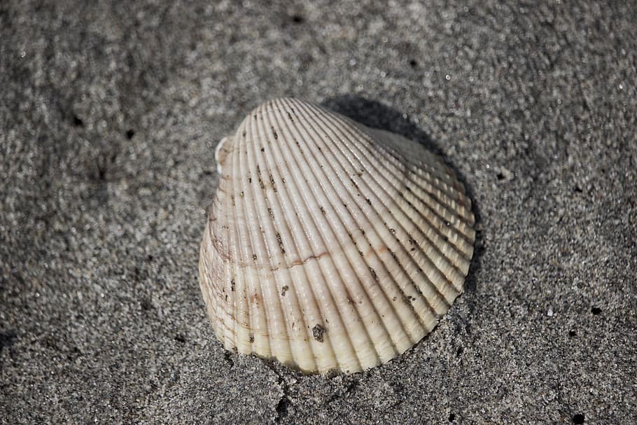 skal, sommer, strand, sand, sort og hvid, ende, starten, dyreliv, jord, tæt på, natur, dyreskal, muslingeskal, ingen mennesker, dyr, naturligt mønster, mønster, dag, tekstureret, dyre temaer, høj vinkel visning, et dyr, fokus på forgrunden, dyr i naturen, udendørs, 5K