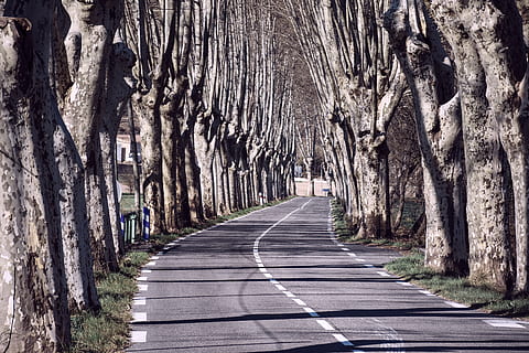 arbre folrat, arbres, carretera, pavimentat, conduir, viatjar, humor, atmosfera, perspectiva, paisatge, ruta, ombres, Stark, solitari, direcció, el camí a seguir, arbre, tronc, tronc de l'arbre, planta, transport, naturalesa, perspectiva decreixent, dia, cap gent, treelined, a l'aire lliure, marcatge, símbol, marcatge de carreteres, carretera buida, buit, creixement, llarg, 5K, CC0, domini públic, lliure de regalies