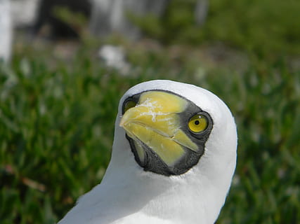 booby, pták, Příroda, mar, ptáků, zobák, pláž, oceán, námořní, pobřežní, abrolhos, zvířat, zvíře, zvířata ve volné přírodě, obratlovců, jednoho zvířete, detail, den, část těla zvířete, zaměřit se na popředí, nikdo, bílá barva, zvířecí hlavy, Papoušek, žlutá, venku, oko, zvířecí oko, 4K, CC0, veřejná doména, bez autorských práv
