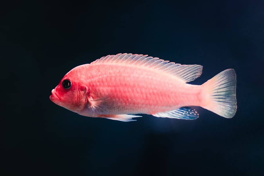 růžové pet ryby, Ryba, jednoho zvířete, zvíře, zvířat, obratlovců, moře, zvířata ve volné přírodě, voda, námořní, mořský život, černé pozadí, plavání, pod vodou, Příroda, nikdo, studio shot, uvnitř, vystříhnout, detail, podmořský, mořské ryby, 5K