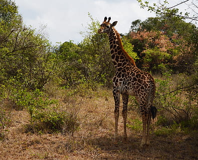 girafa al bosc, girafa, animal, vida salvatge, mamífer, planta, vegetació, arbust, pastures, camp, a l'aire lliure, naturalesa, sabana, estiu, Kenya, Àfrica, africà, taques, salvatge, coll llarg, safari, fauna animal, arbre, animals a la natura, temes d'animals, cap gent, vertebrats, terra, dia, de peu, herbívors, marques d’animals, grup d’animals, coll d'animals, 2K, CC0, domini públic, lliure de regalies