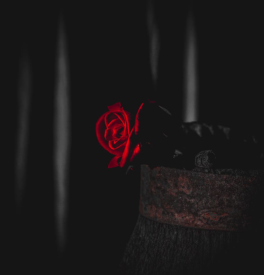 Rosa vermella, planta, rosa, flor, arbre, roba, llum, puny, foc, vermell, fosc, sentia el cor, trist, cristall, gràfics, art, barret, encens, fum, flor de roses, primer pla, planta amb flors, a l'interior, cap gent, naturalesa, fons negre, sol objecte, emoció, bellesa a la natura, emoció positiva, natura morta, tir de l'estudi, fragilitat, amor, cap de flor, dia de Sant Valentí: vacances, 2K