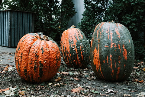 drie, squash, grond, pompoen, eten en drinken, boom, dag, natuur, fabriek, voedsel, geen mensen, land-, buitenshuis, veld-, herfst, focus op de voorgrond, groente, gezond eten, Oranje kleur, zonlicht, Bos, halloween, hout - materiaal, 5K, CC0, publiek domein, royaltyvrij