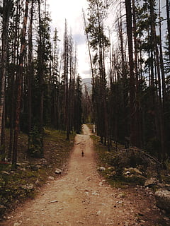 brown, pathway, surrounded, trees, gravel, road, dirt road, tree, plant, ground, path, person, human, abies, fir, conifer, hiking, outdoors, redwood, trail, forest, woods, dog, direction, land, the way forward, tranquility, tranquil scene, nature, woodland, no people, beauty in nature, non-urban scene, footpath, sky, dirt, day, growth, scenics - nature, diminishing perspective, long, 5K, CC0, public domain, royalty free