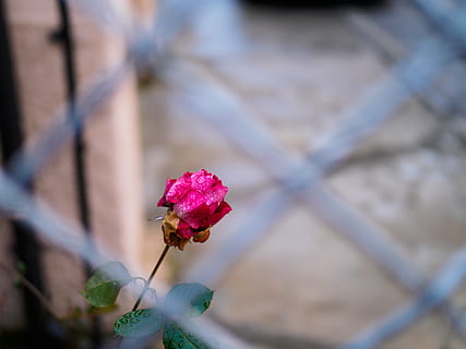 rosebud, tinklelis, rasa, gėlė, žydintys augalai, augalų, trapumas, pažeidžiamumas, šviežumas, grožis gamtoje, Iš arti, augimą, žiedlapis, pobūdį, dieną, žiedynas, sutelkti dėmesį į naujas žinias, gėlių galva, rausvos spalvos, nėra žmonių, atrankinis dėmesys, pakilo, architektūra, lauke, 5K, CC0, Viešasis domenas, nemokamai
