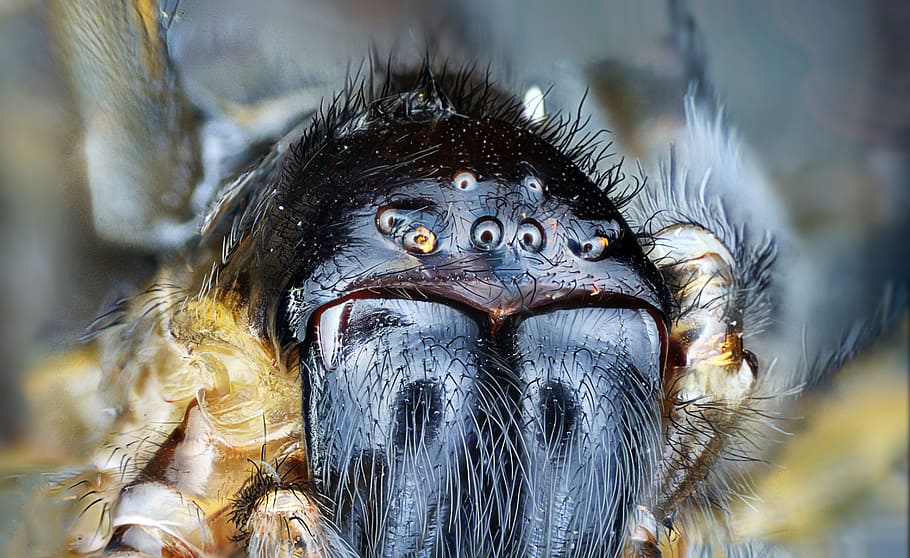 insecte, animal, aranya, temes d'animals, un animal, fauna animal, animals a la natura, part del cos dels animals, primer pla, ull, retrat, mirant la càmera, cap d’animals, part del cos, ull d’animals, dia, cap gent, naturalesa, centrar-se en primer pla, vertebrats, a l'aire lliure, vista frontal, ulls grocs, 5K
